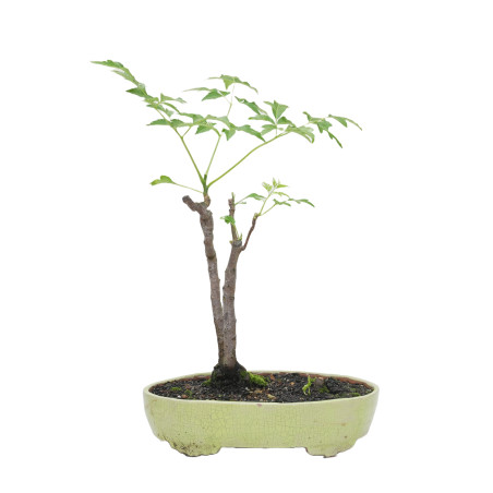 MELIA AZEDARACH L. MLL-17