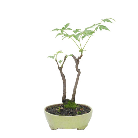 MELIA AZEDARACH L. MLL-17