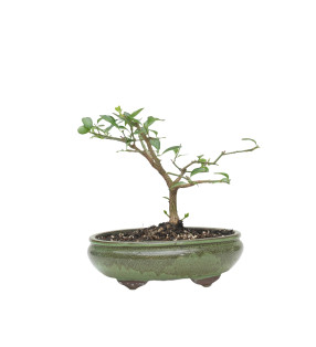 EUONYMUS EUROPEUS MLL-5