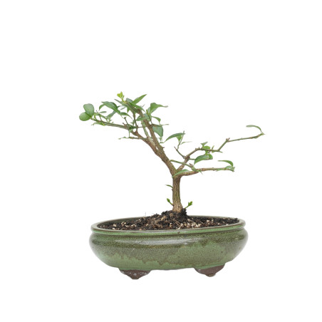 EUONYMUS EUROPEUS MLL-5