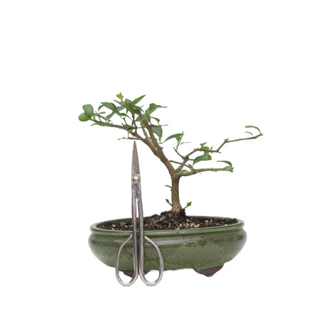 EUONYMUS EUROPEUS MLL-5