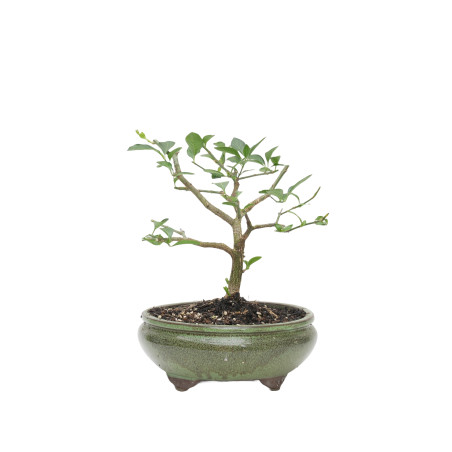 EUONYMUS EUROPEUS MLL-5