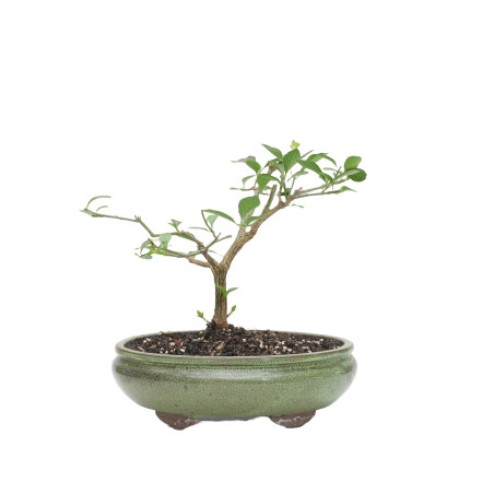 EUONYMUS EUROPEUS MLL-5