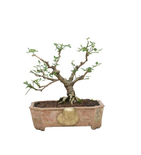 JAZMIN JAPONES MLL-10