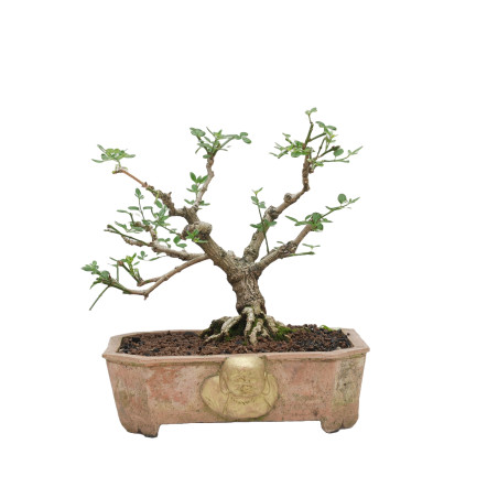 JAZMIN JAPONES MLL-10