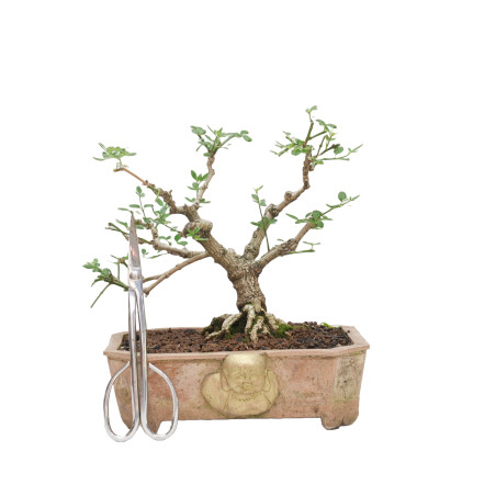 JAZMIN JAPONES MLL-10