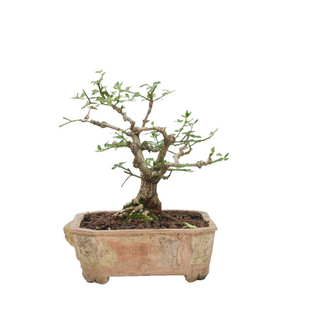 JAZMIN JAPONES MLL-10