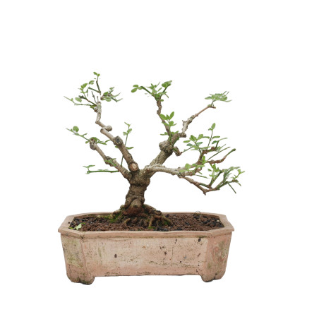 JAZMIN JAPONES MLL-10