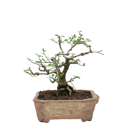 JAZMIN JAPONES MLL-10