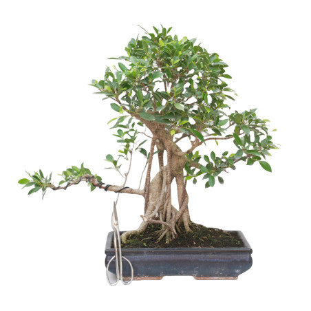 FICUS RETUSA 15329