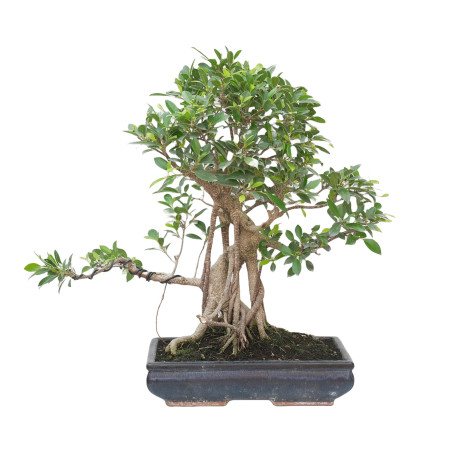 FICUS RETUSA 15329