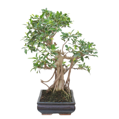 FICUS RETUSA 15329