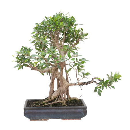 FICUS RETUSA 15329