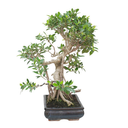 FICUS RETUSA 15329