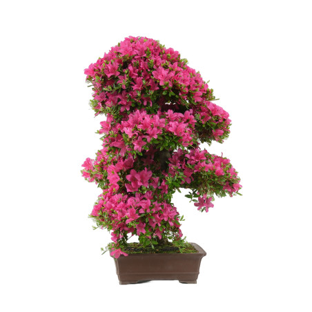 RHODONDENDRO INDICUM SUZU-NO-HOMARE 14729