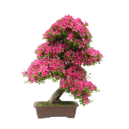 RHODONDENDRO INDICUM SUZU-NO-HOMARE 14729