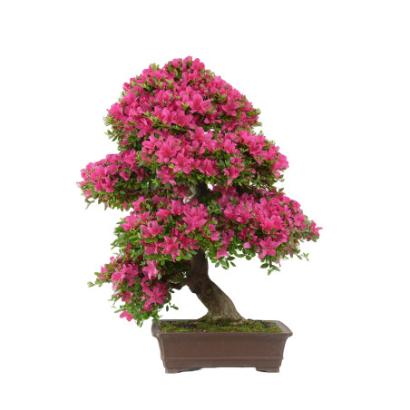 RHODONDENDRO INDICUM SUZU-NO-HOMARE 14729