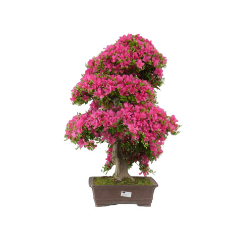 RHODONDENDRO INDICUM SUZU-NO-HOMARE 14729