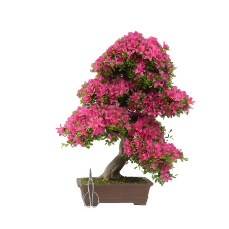 RHODONDENDRO INDICUM SUZU-NO-HOMARE 14729