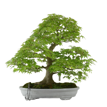 Arce palmatum yamamomiji