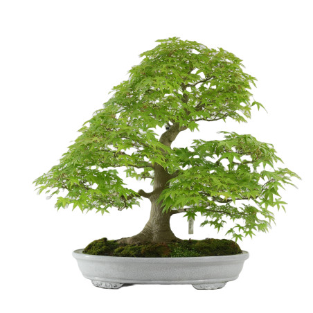 Arce palmatum yamamomiji