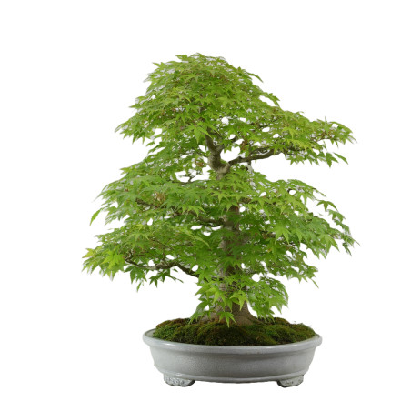 Arce palmatum yamamomiji