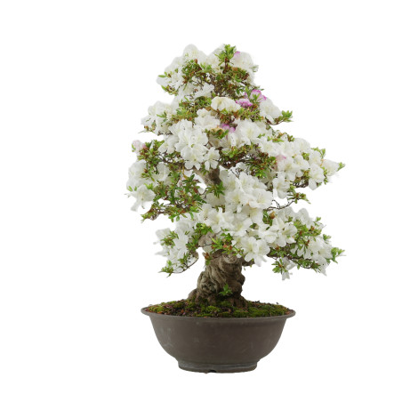 Rhododendron indicum Aikoku