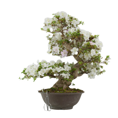 Rhododendron indicum Aikoku