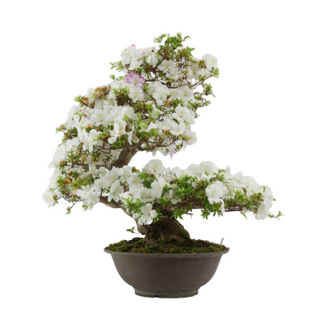 Rhododendron indicum Aikoku