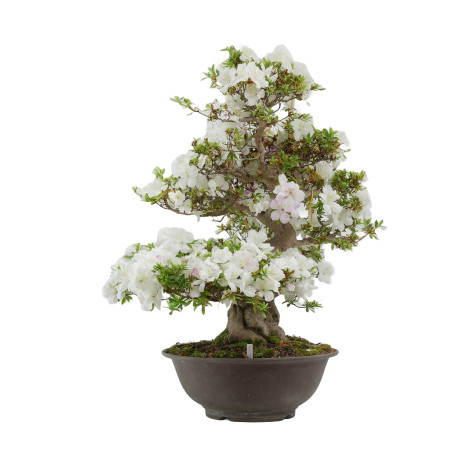 Rhododendron indicum Aikoku