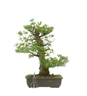 Pinus pentaphylla i1