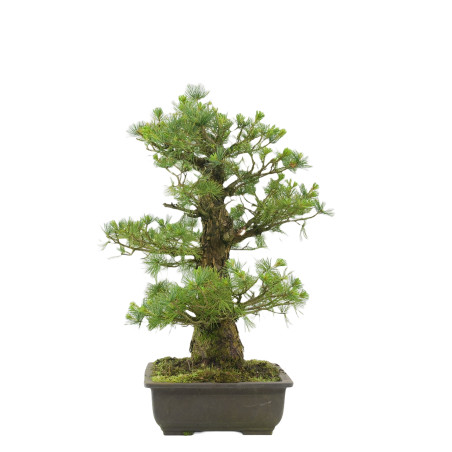 Pinus pentaphylla i1