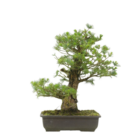 Pinus pentaphylla i1