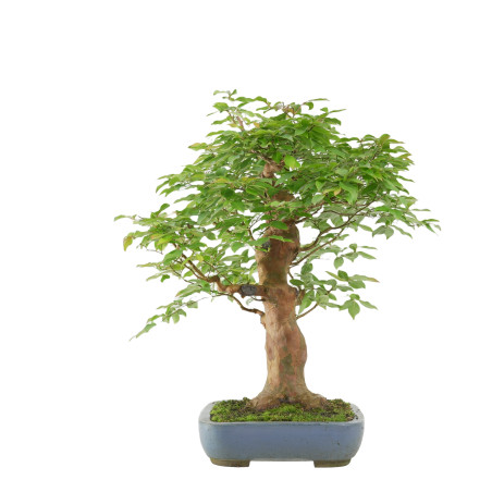 STEWARTIA MONADELPHA 102