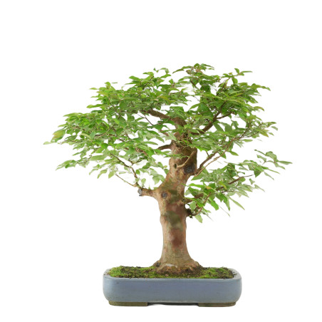 STEWARTIA MONADELPHA 102