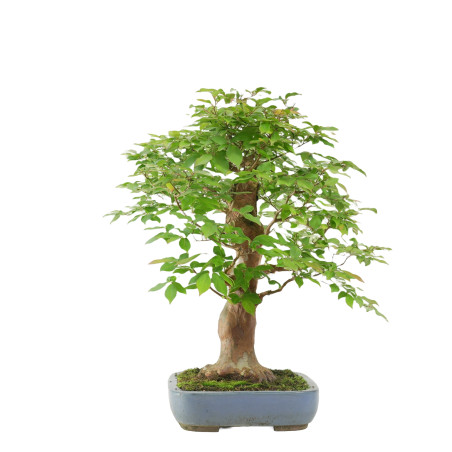 STEWARTIA MONADELPHA 102