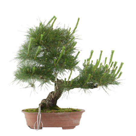 Pinus thunbergii