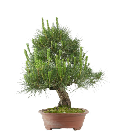 Pinus thunbergii