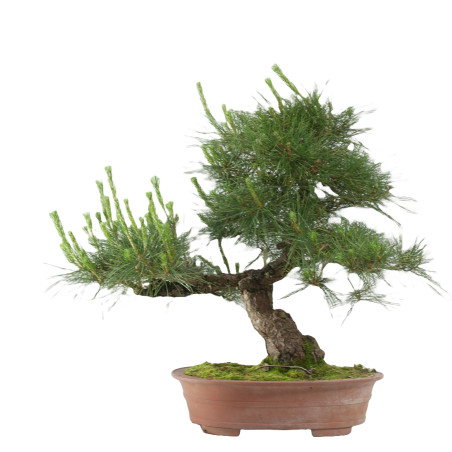 Pinus thunbergii
