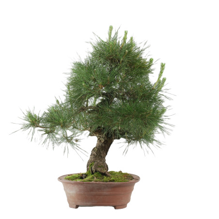 Pinus thunbergii