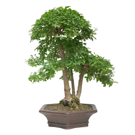 LIGUSTRUM 15419