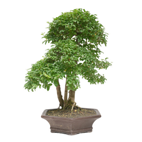LIGUSTRUM 15419