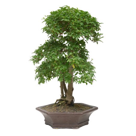 LIGUSTRUM 15419
