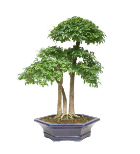 LIGUSTRUM 15420