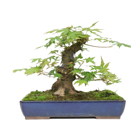 ACER PALMATUM YAMAMOMIJI 15421