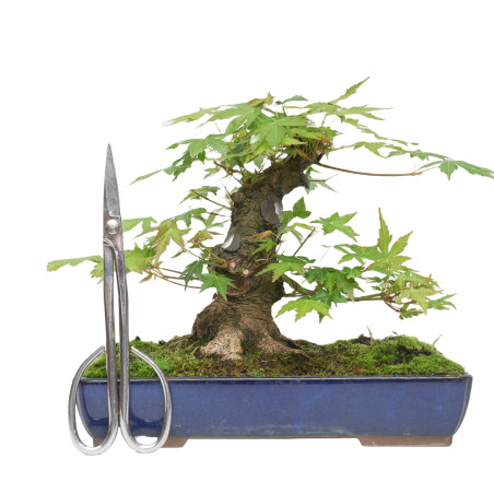 ACER PALMATUM YAMAMOMIJI 15421