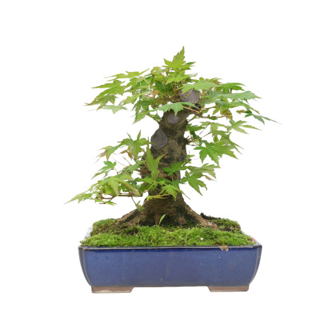 ACER PALMATUM YAMAMOMIJI 15421