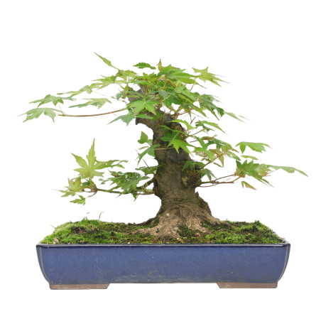 ACER PALMATUM YAMAMOMIJI 15421