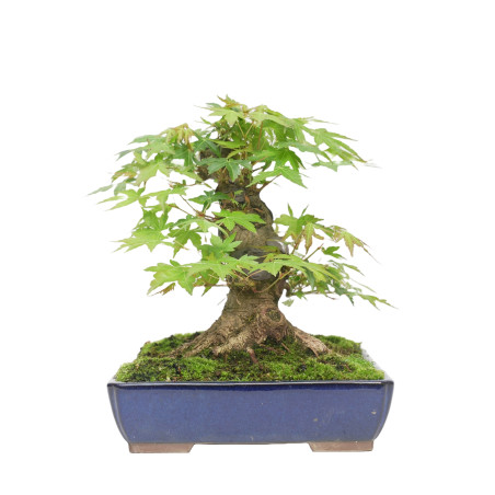 ACER PALMATUM YAMAMOMIJI 15421