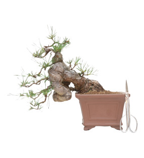 PINUS SYLVESTRIS 15119